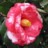 Camellia