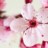 Cherry Blossom