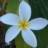 Jasmine