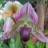 Lady Slipper Orchid