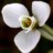 Snowdrop