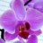 Orchid