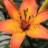 Tiger Lily